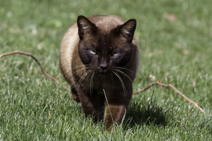 browncat